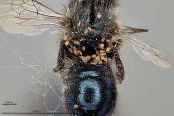 Media type: image;   Entomology 511676 Aspect: habitus dorsal view